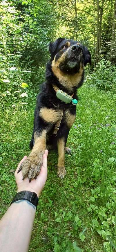 Hundetreffen-Spielpartner gesucht :)-Bild