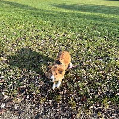 Hundetreffen-Lernbuddy gesucht :)-Bild