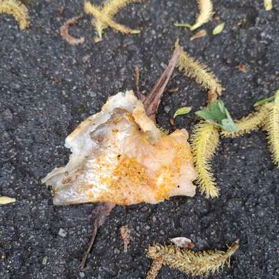 Giftköder-Giftköder-Bild