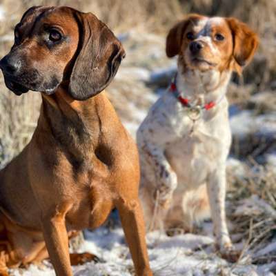 Hundetreffen-Gassi Treff - zum Spielen und Trainieren-Bild