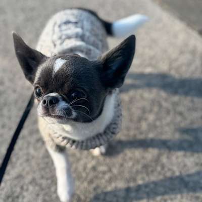 Hundetreffen-Gassirunde-Bild