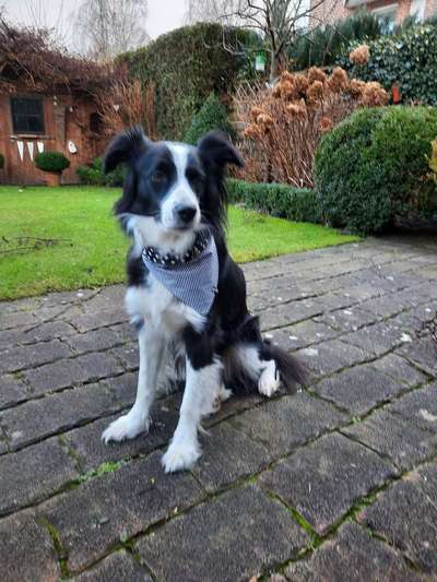 Gibt's hier noch mehr Border Collies???-Beitrag-Bild