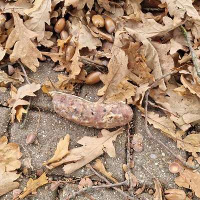 Giftköder-Möglicherweise Giftköder !-Bild