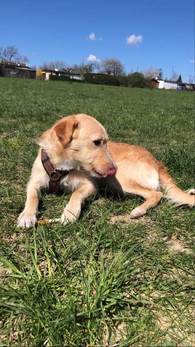 Labradorfans-Beitrag-Bild