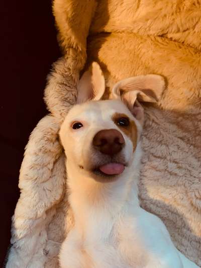 Welpen Bilder !-Beitrag-Bild