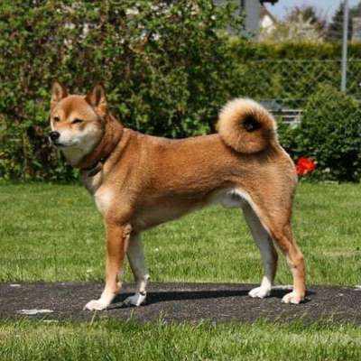 Unsere Fellnasen im Regenbogenland-Beitrag-Bild