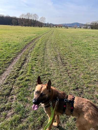 Hundetreffen-Trainingspartner gesucht / Gassi und Kennenlernrunde-Bild