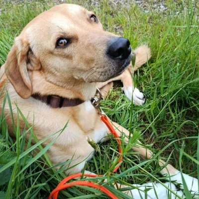 Hundetreffen-Spielen, Training, Gassi-Bild