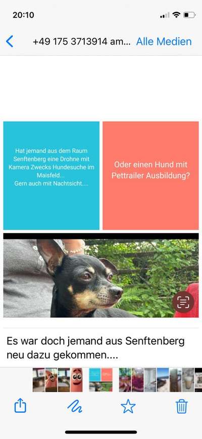 Entlaufene, Gefundene und Vermisste Hunde-Beitrag-Bild