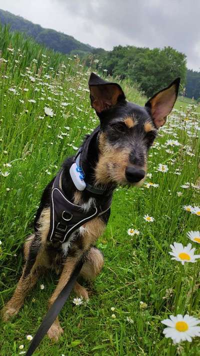 Die Dogorama Monats Challenge "Es grünt und blüht"-Beitrag-Bild