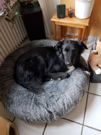 Auslandstierschutz-Beitrag-Bild