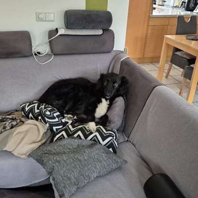 Welche besondere Angewohnheiten haben eure Hunde?-Beitrag-Bild