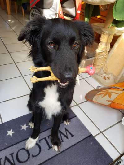 CHALLENGE NR. 19 - Der Hundeblick-Beitrag-Bild