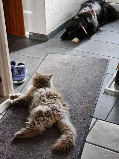 aktuelles Foto Gruppe Katzen & Hunde Freunde