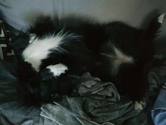 Top Dog-der Live Ticker Thread-Beitrag-Bild