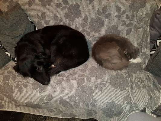 Fotochallenge Nr. 51 "Euer Hund mit anderen Tieren"-Beitrag-Bild