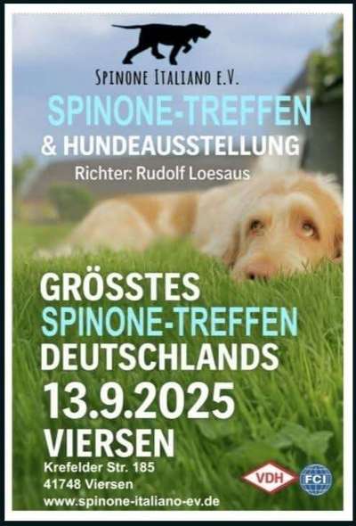 Spinone Italiano & Segugio Italiano im Sauerland-Beitrag-Bild