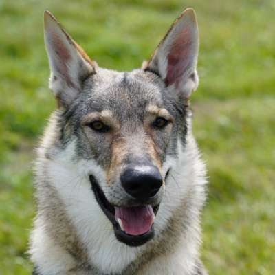 Hundetreffen-Regelmäßiger spielkollege und Trainingspartner-Bild