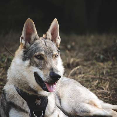 Tschechoslowakischer Wolfshund-Beitrag-Bild