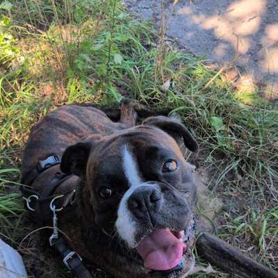 Hundetreffen-Boxer sucht Spielfreundin und/oder Gassipartnerin-Bild