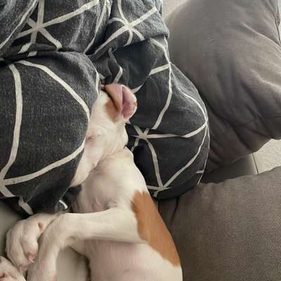 Hundetreffen-Suche einen Welpen Treff oder Jungtiere-Bild