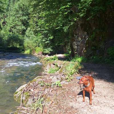 Hundetreffen-Spielpartner-Bild