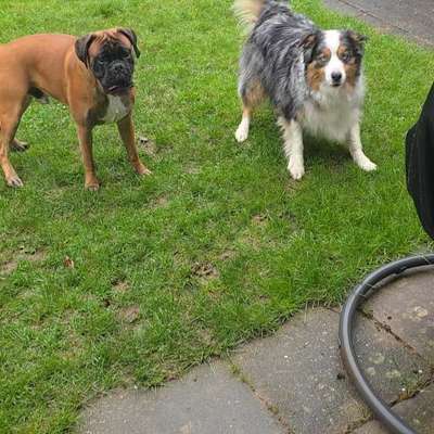 Hundetreffen-Verspielter Boxer Rüde sucht Spielkameraden-Bild