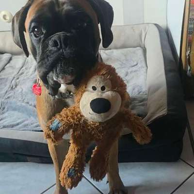 Deutsche Boxer-Beitrag-Bild