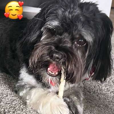 Hundetreffen-Spaziergänge und spielen-Bild