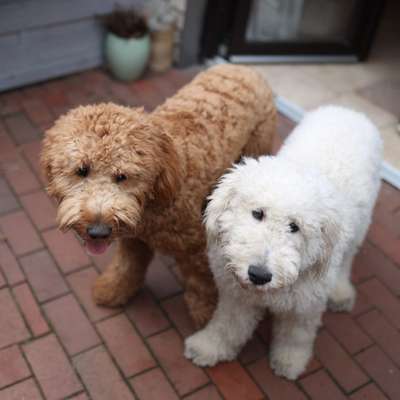 Hundetreffen-Spaziergänge & Spielrunde-Bild