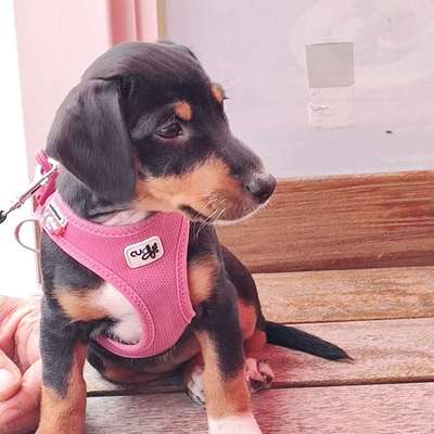 Hundetreffen-Welpentreffen im Schloßpark Pankow-Bild