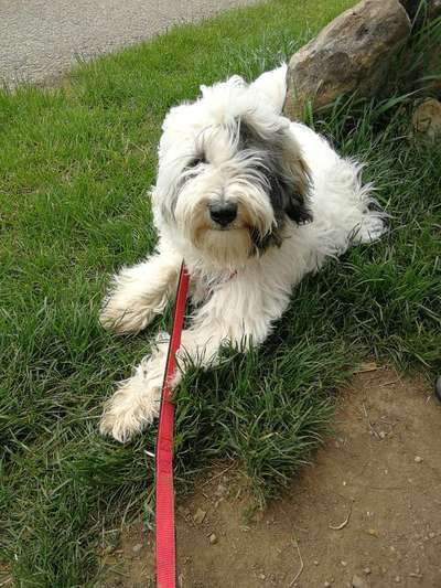 Tibet Terrier-Beitrag-Bild