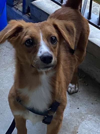 TierschutzhundeStammtisch🐕-Beitrag-Bild