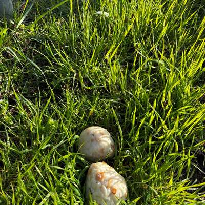 Giftköder-Semmelknödel als Giftköder-Bild