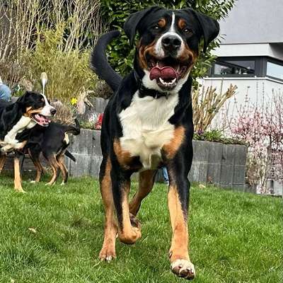 Hundetreffen-Kontakt-Bild