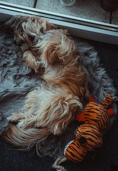 Die Dogorama Wochen Challenge-Beitrag-Bild