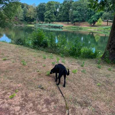 Hundetreffen-Spiel- und Gassipartner gesucht 🐶🐾-Bild