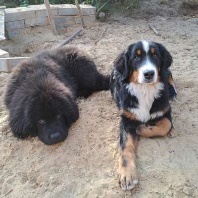 Spitzname(n) Deines Hundes-Beitrag-Bild