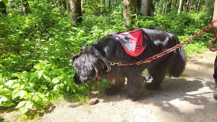 Welches Halsband trägt dein Hund und warum dieses?-Beitrag-Bild