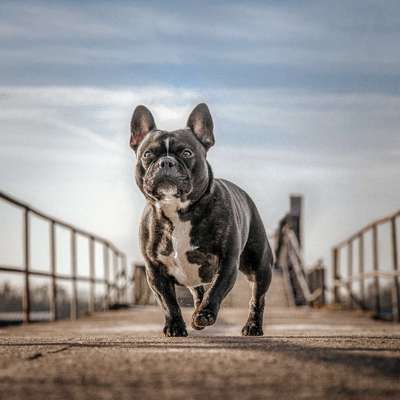 Hundetreffen-Ruffy sucht Social Walk Partner-Bild