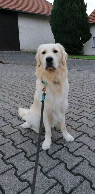 Wo sind die Golden Retriever Liebhaber?-Beitrag-Bild