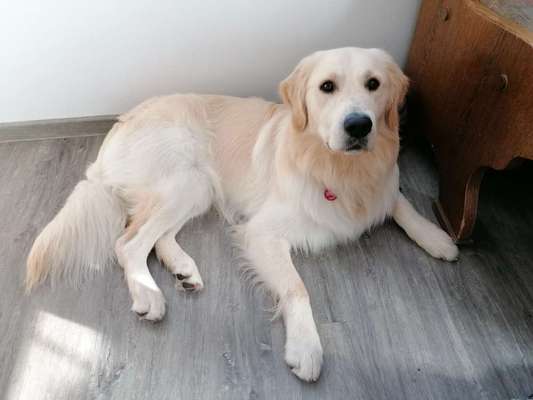 Wo sind die Golden Retriever Liebhaber?-Beitrag-Bild