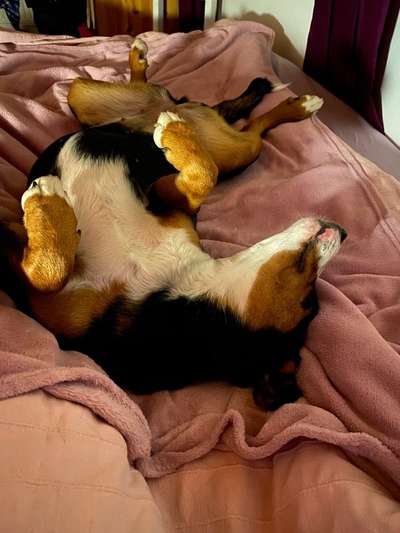 Die Dogorama Wochen Challenge-Beitrag-Bild