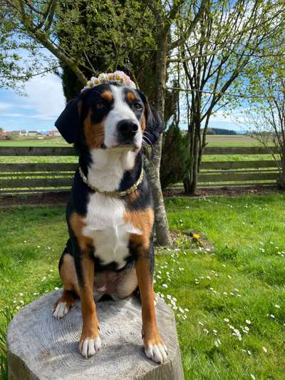 Die Dogorama Kalender Challenge Teil 3/4-Beitrag-Bild