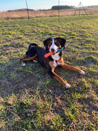 Challenge Nr. 20 - Mein Hund, der Dieb-Beitrag-Bild