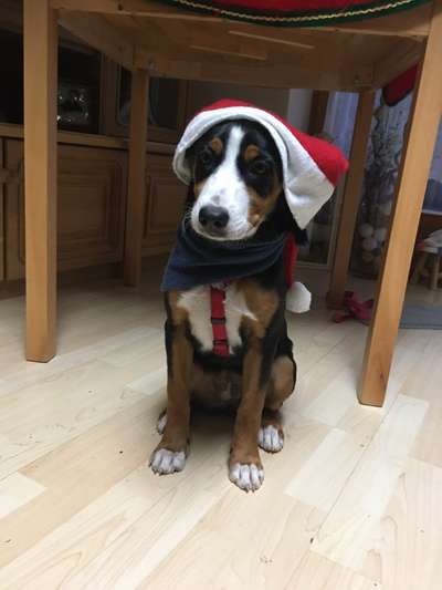 Challenge Nr. 8  Dein Hund im Weihnachtslook-Beitrag-Bild