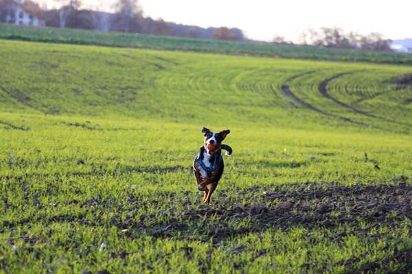 Challenge Nr. 16         Dynamik - Dein Hund in Bewegung-Beitrag-Bild