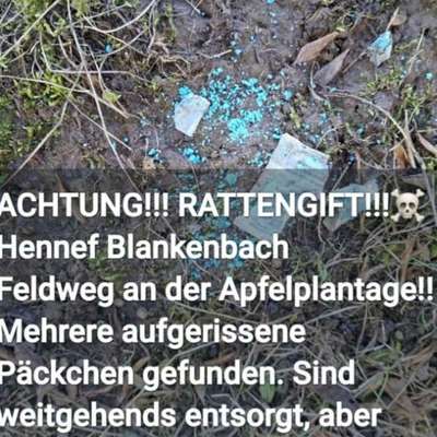 Giftköder-Rattengift-Bild