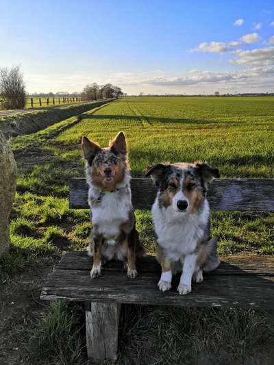 Hundetreffen-Aussie Treffen Weyhe, Bremen und umzu-Bild