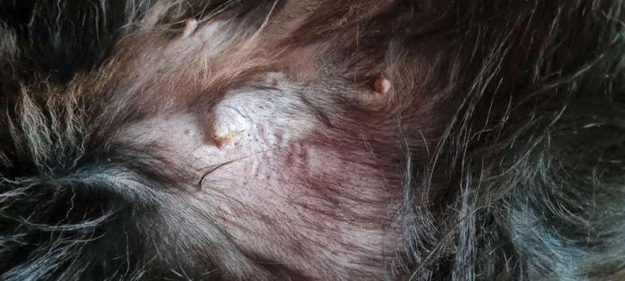 Angeschwollene Zitze-Beitrag-Bild